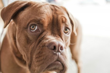 brown dog with sad eyes